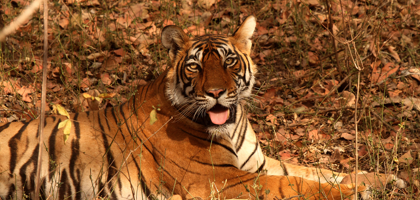 golden triangle with wildlife tour