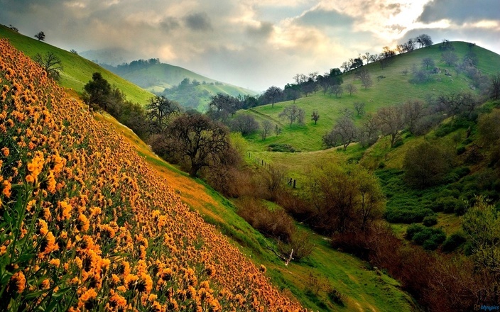 valley of flowers with hemkund sahib trek